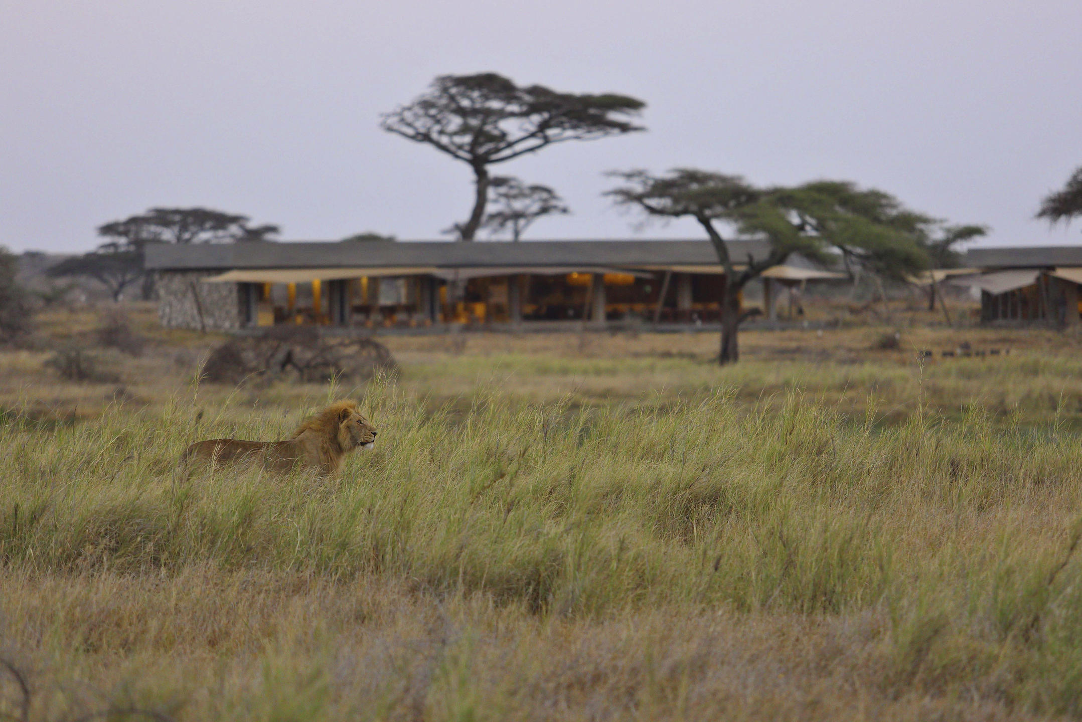 7 Days Great Migration
